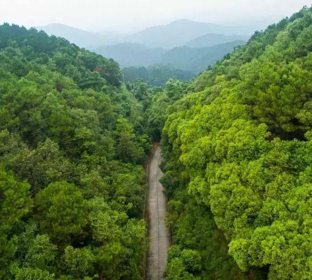 佛山新增一个国家级森林公园！美爆，堪称世外桃源-第1张图片-安阳富翔贸易公司